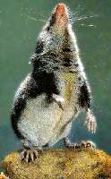Shrew