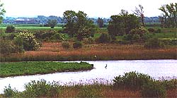 Wicken Fen