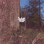 Wood anemone