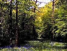 Woodland
